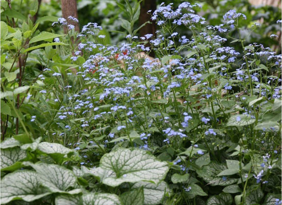 Fleurs violettes 1.jpg